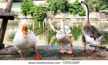 Three Beautiful two big white goose lover and gray goose standing on wooden floor near a pool in summer and looking a camera. (Selective focus)