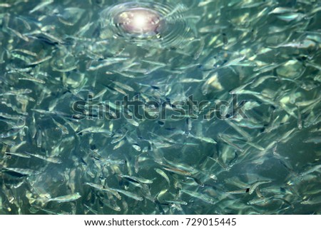 Millions of little fish under the sea water surface that reflects sunlight.