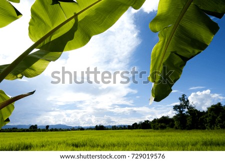 Banana leaf on the sky