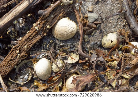 Cockle shells lying on the sand on a seashore amongst detritus of dead branches and leaves viewed from above Royalty-Free Stock Photo #729020986