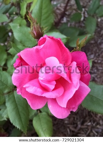 Pink rose in bloom close up portrait