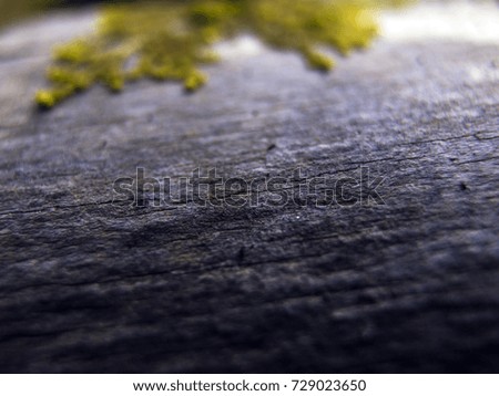 moss and lichens on dry wood, western Siberia, Palaearctic