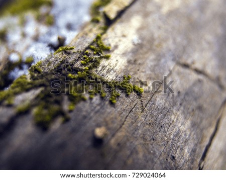snow-covered moss and lichens on dry wood, western Siberia, Palaearctic