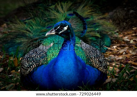 Portrait of the peacock. Close up. Everglades National Park, Florida.
