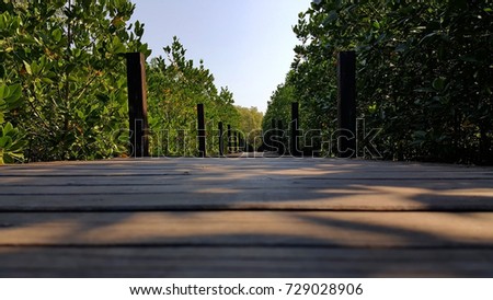 Wooden bridge,Close up old wood bridge in mangrove forest use for milestone and business goal concept background