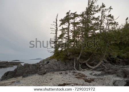 Trees growing on rocky shore of foggy bay, Alaska, USA Royalty-Free Stock Photo #729031972