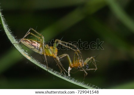 female lynx spider eating male lynx spider on green leaf