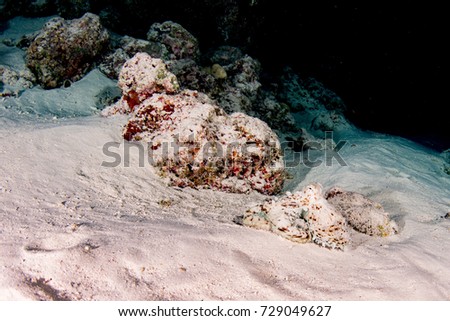 octopus underwater portrait hunting in sand while night diving in Indonesia