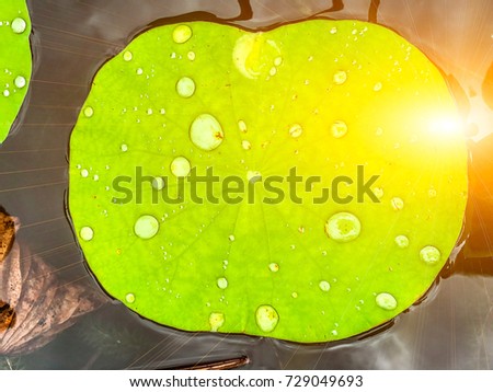 Water drops on lotus leaves and the sun shines.