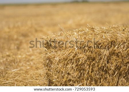 Combine harvester gathers the wheat crop