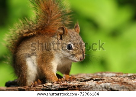 American Red Squirrel (Tamiasciurus hudsonicus) - Ontario, Canada
