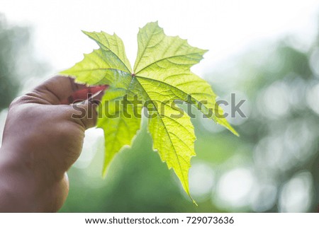 A hand holding a green leaves and bokeh from green background