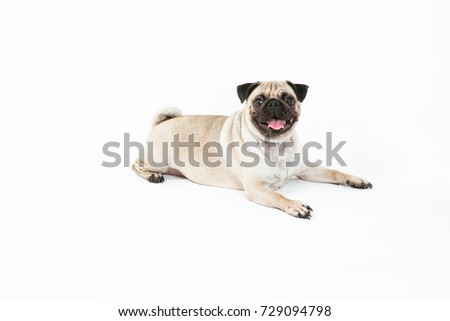 One pug funny dog smiling and sitting on whit background