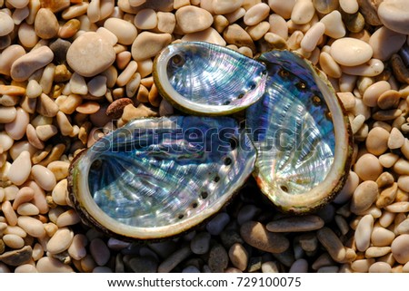 Sea ear shells on the stone beach Royalty-Free Stock Photo #729100075