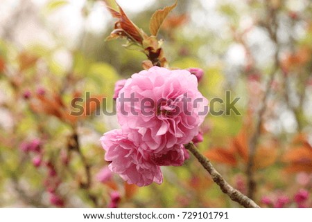 A cherry blossom (or commonly known in Japan as sakura) is the flower of any of several trees of genus Prunus, particularly the Japanese cherry, Prunus serrulata