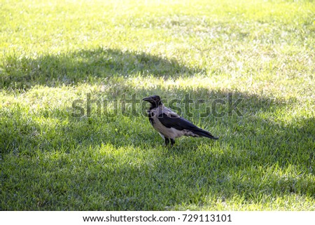 Magpie walks around the lawn looking around
