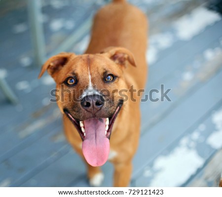 Pit Bull Shepherd Mix Puppy Dog Standing on Outdoor Patio 