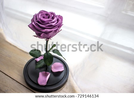 Purple rose in a glass flask