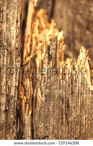 Texture of an old tree. The background is brown with cracks.