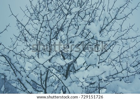 Tree branches with snow in winter park
