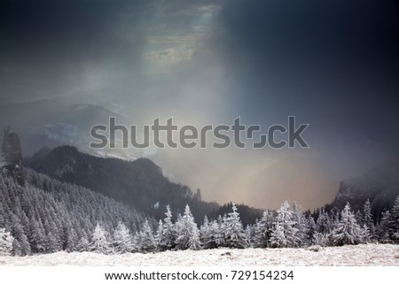 winter scene with snowy fir trees in the mountains
