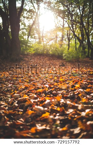 Autumn forest floor with yellow and brown leaves