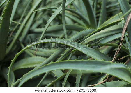 Aloe Vera texture