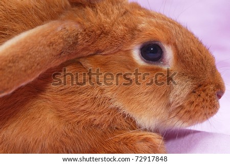 portrait of red rabbit on pink background