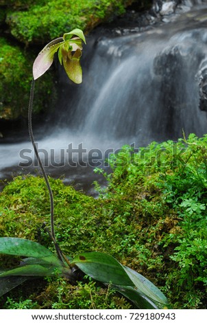 Paphiopedilum in forest with waterfall background
