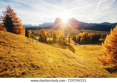 Magic image of larchs on the slopes of bright hills. Gorgeous scene. Location place Dolomiti alps, Compaccio, Seiser Alm or Alpe di Siusi, Bolzano province, South Tyrol, Italy. Europe. Beauty world.