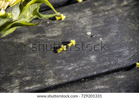 Sunflower on a wooden background, UK