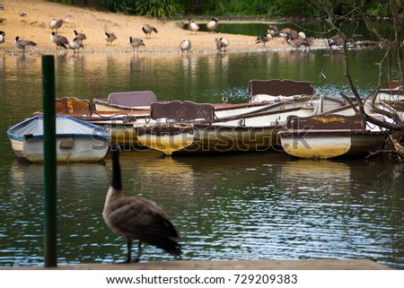 A goose looks over the many empty dinghies on a pond in Epping Forest, london.