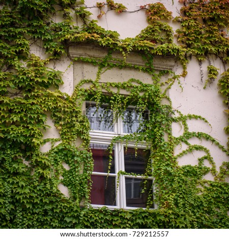 Square format photo of a window surrounded and partially covered by climbing plants. The leaves starts to turn in yellow as autumn is coming. Details of a town in Germany.