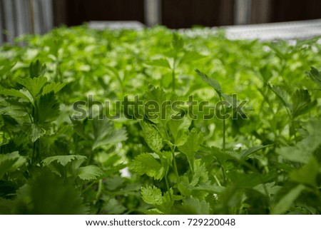 Focus celery hydroponic vegetable cultivation  farm.