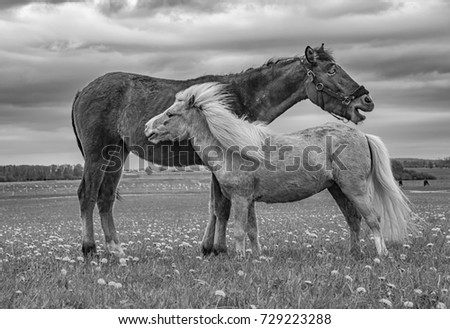 Conceptual black and white photo. Two horses are black and white in a meadow. Concept - misunderstanding