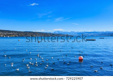 Birds on Lake Zurich in Switzerland, summits of the Alps in the background. The picture was taken from the city of Zurich in the beginning of October.