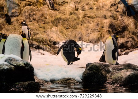 Picture of Wild Penguin Animal Bird Playing