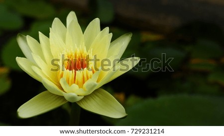 Close-Up Picture:White Lotus Flowers