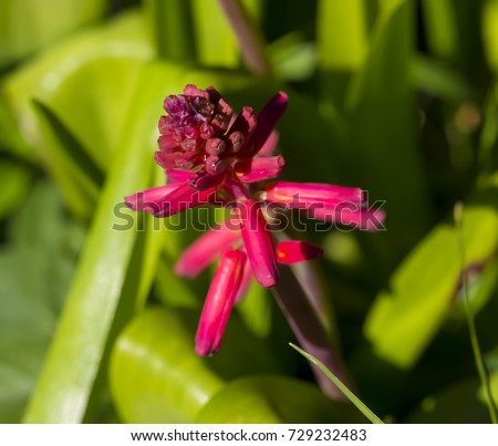 Lachenalia bulbifera, is a species of flowering  bulbous plant in the family Asparagaceae, with reddish pink tubular flowers blooming in mid-winter.