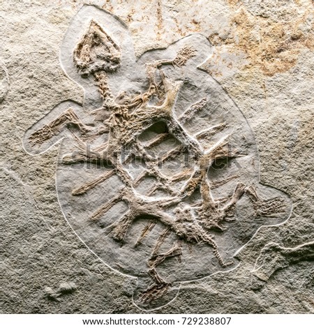 fossilized living organisms