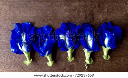 Butterfly pea  flower or Clitoria ternatea on old wood background
