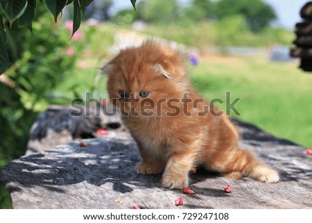 Cute kitten on wooden table in garden.