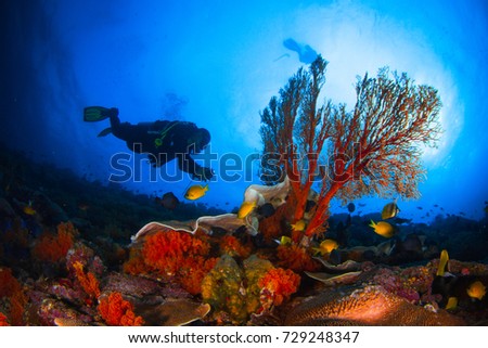 Colorful reef and silhouettes of divers. Wide angle photography. Landscape with reefs, slops and walls of the Indian ocean. Macro shot. Close up. Banda sea, Indonesia.