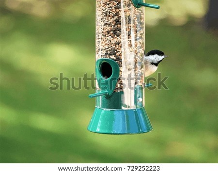An adorable black capped chickadee bird perched on the bird feeder enjoy eating and resting on the blurry garden background, Autumn in Ga USA.
