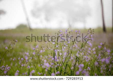 The landscape of beautiful rain forest with green grass, purple flowers in the evergreen forest of Phu Soi Dao National Park, Thailand.
