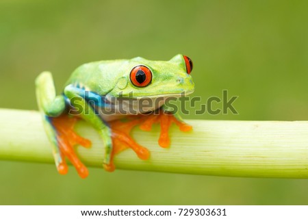  Red-eyed tree frog has red eyes with vertically narrowed pupils. It has a vibrant green body with yellow and blue, vertically striped sides. Its webbed feet and toes are orange or red. 