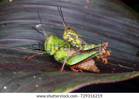 Male and female Asian Short-winged Green Grasshopper (Arthropoda: Orthoptera: Acrididae: Gomphocerinae: Orphulellini: Dichromorpha viridis) with red hind leg mating make love on a leaf, from Malaysia 