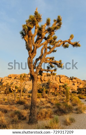 The Barker Dam Area in Joshua Tree during the golden Hour. This area hosts a small lake, which contains an abundance of wildlife. 