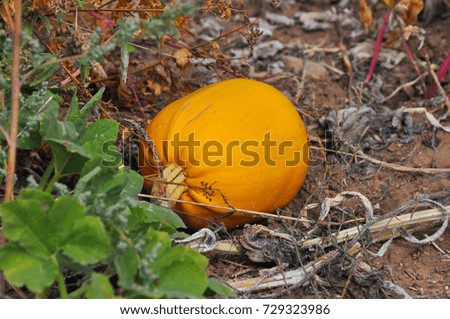 Colorful pumpkin in the field. Orange pumpkin in garden