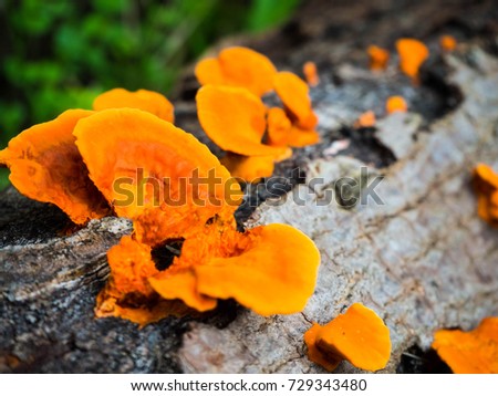 Orange fungi Mushroom